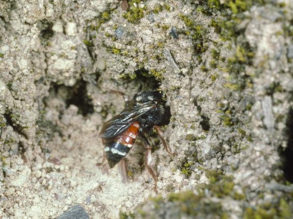Les abeilles sauvages de Suisse Epéoloïde commun - Epeoloides coecutiens