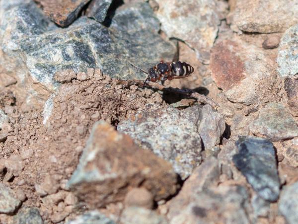 Wildbienen der Schweiz Alpen-Filzbiene - Epeolus alpinus