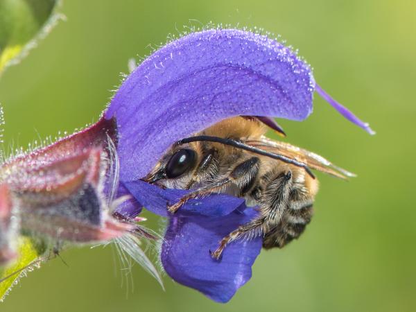 Wildbienen der Schweiz Wicken-Langhornbiene - Eucera interrupta