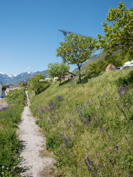 Wildbienen der Schweiz Wicken-Langhornbiene - Eucera interrupta