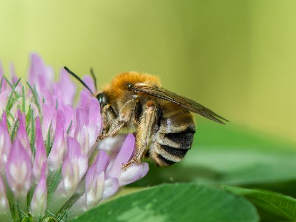 Wildbienen der Schweiz Mai-Langhornbiene - Eucera nigrescens