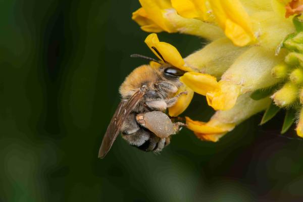 Wildbienen der Schweiz Mai-Langhornbiene - Eucera nigrescens
