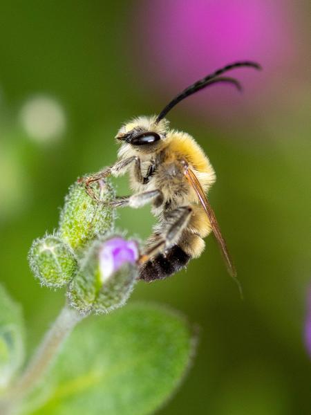 Wildbienen der Schweiz Mai-Langhornbiene - Eucera nigrescens