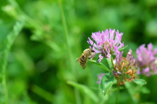 Wildbienen der Schweiz Goldfarbene Langhornbiene - Eucera pollinosa