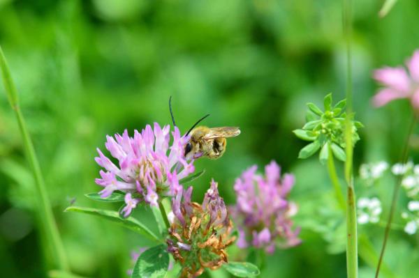 Wildbienen der Schweiz Goldfarbene Langhornbiene - Eucera pollinosa