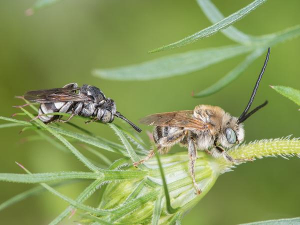 Wildbienen der Schweiz Schwarze Filzbiene - Triepeolus tristis