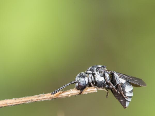 Wildbienen der Schweiz Schwarze Filzbiene - Triepeolus tristis