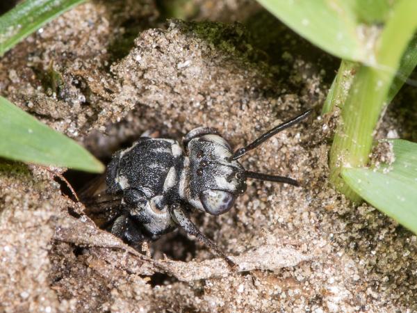 Wildbienen der Schweiz Schwarze Filzbiene - Triepeolus tristis