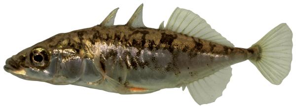 Poissons de Suisse Epinoche à trois épines occidentale  - Gasterosteus gymnurus