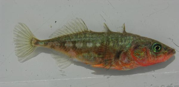 Poissons de Suisse Epinoche à trois épines occidentale  - Gasterosteus gymnurus