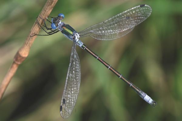Odonates de Suisse Leste dryade - Lestes dryas 