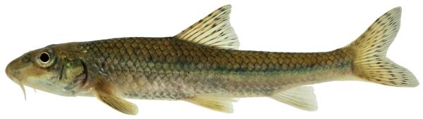 Fischen der Schweiz Gründling  - Gobio gobio 