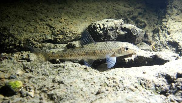 Fischen der Schweiz Gründling  - Gobio gobio 