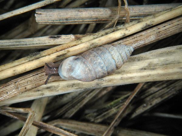 Mollusken der Schweiz Wulstige Kornschnecke - Granaria   frumentum
