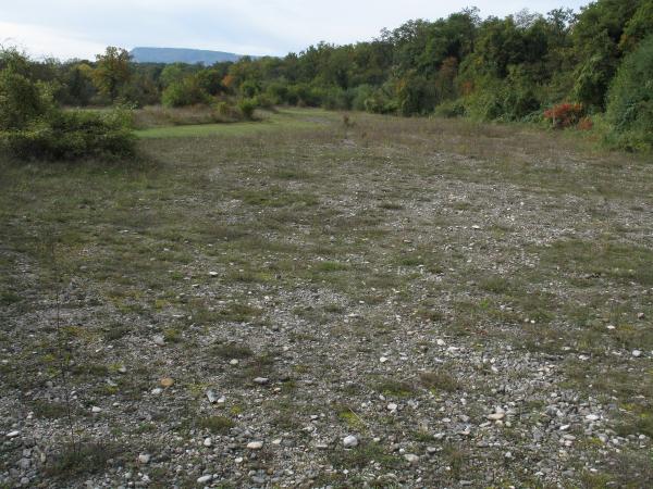 Mollusken der Schweiz Wulstige Kornschnecke - Granaria   frumentum