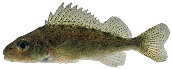 Fischen der Schweiz Kaulbarsch  - Gymnocephalus cernua 