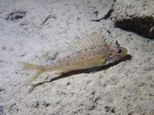 Fischen der Schweiz Kaulbarsch  - Gymnocephalus cernua 