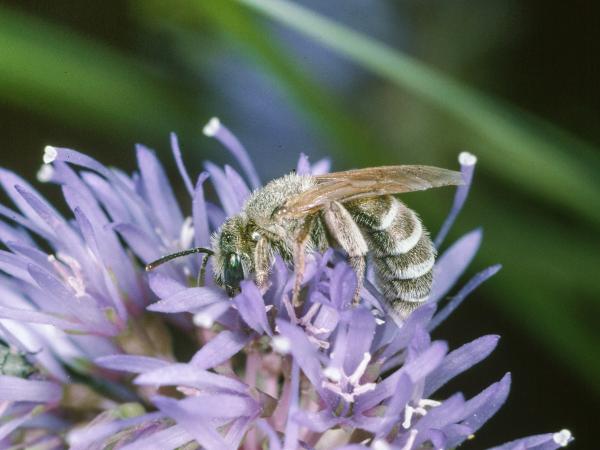 Wildbienen der Schweiz Sand-Goldfurchenbiene - Halictus leucaheneus