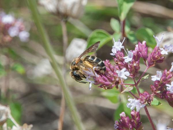 Wildbienen der Schweiz Vierbinde Furchenbiene - Halictus quadricinctus