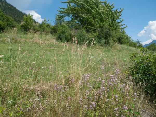 Wildbienen der Schweiz Vierbinde Furchenbiene - Halictus quadricinctus