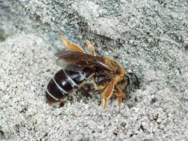 Wildbienen der Schweiz Rotbeinige Furchenbiene - Halictus rubicundus