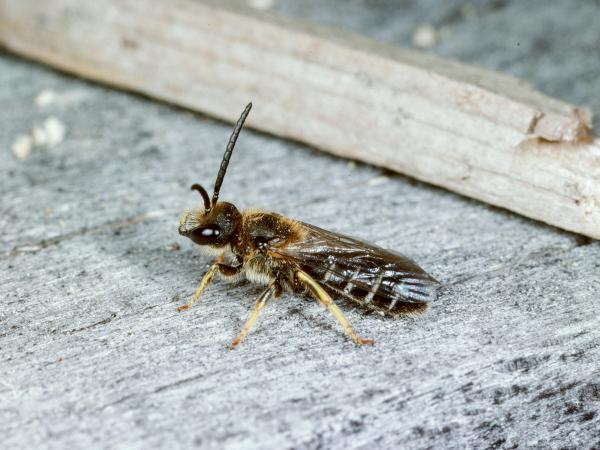 Wildbienen der Schweiz Rotbeinige Furchenbiene - Halictus rubicundus