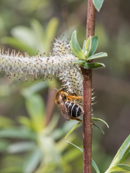 Wildbienen der Schweiz Rotbeinige Furchenbiene - Halictus rubicundus