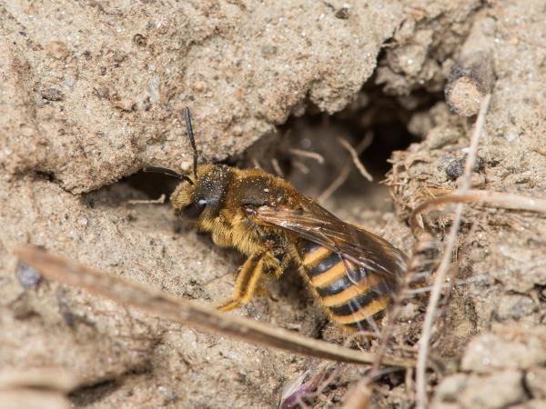 Wildbienen der Schweiz Gelbbindige Furchenbiene - Halictus scabiosae