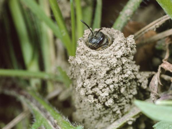 Wildbienen der Schweiz Gewöhnliche Furchenbiene - Halictus simplex