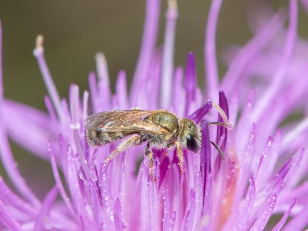Wildbienen der Schweiz  - Halictus submediterraneus