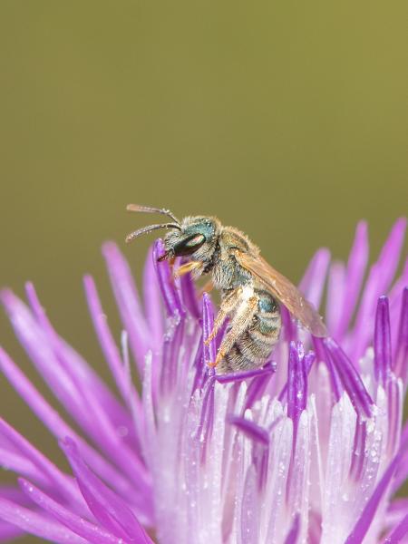 Wildbienen der Schweiz  - Halictus submediterraneus
