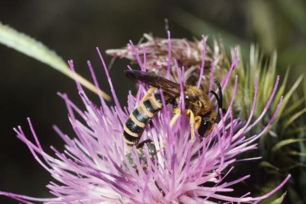 Wildbienen der Schweiz Gelbbindige Furchenbiene - Halictus scabiosae