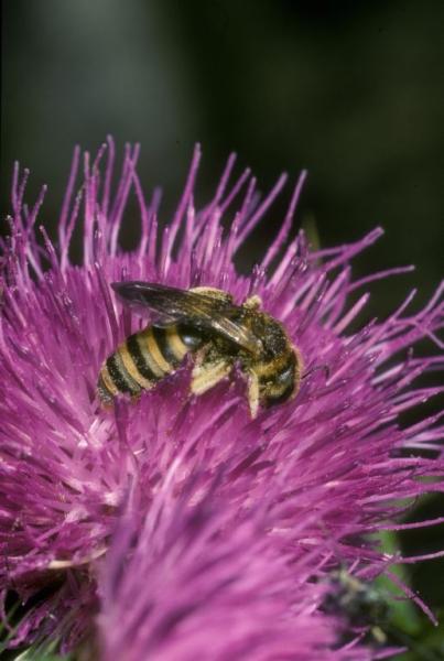Wildbienen der Schweiz Gelbbindige Furchenbiene - Halictus scabiosae