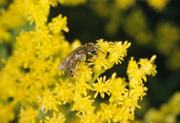 Wildbienen der Schweiz Dichtpunktierte Goldfurchenbiene - Halictus subauratus