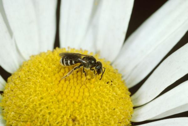 Wildbienen der Schweiz Gewöhnliche Goldfurchenbiene - Halictus tumulorum