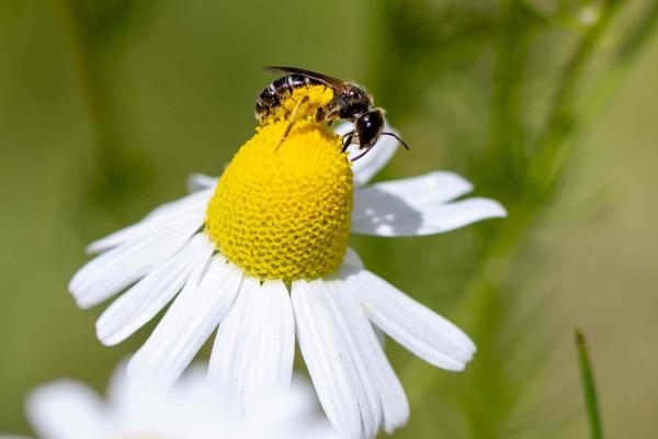Wildbienen der Schweiz Dickkopf-Furchenbiene - Halictus maculatus