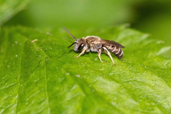 Wildbienen der Schweiz Dichtpunktierte Goldfurchenbiene - Halictus subauratus
