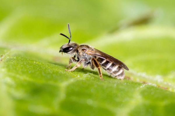Wildbienen der Schweiz Gewöhnliche Goldfurchenbiene - Halictus tumulorum