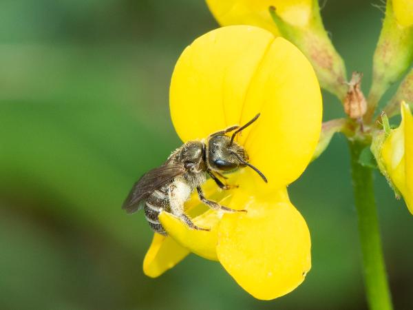 Wildbienen der Schweiz Verkannte Furchenbiene - Halictus confusus