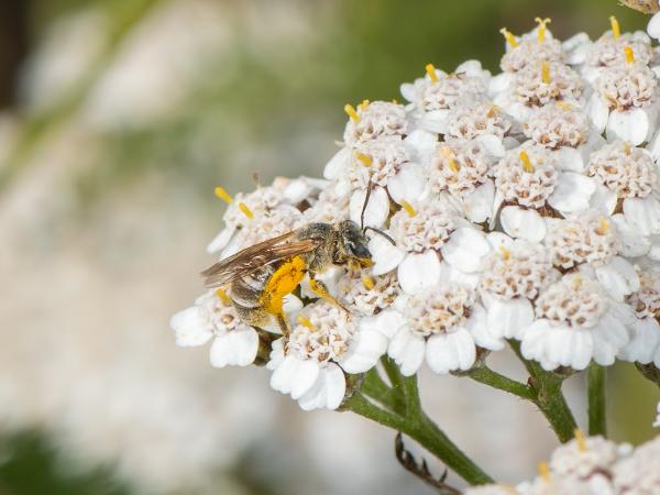 Wildbienen der Schweiz Sand-Goldfurchenbiene - Halictus leucaheneus