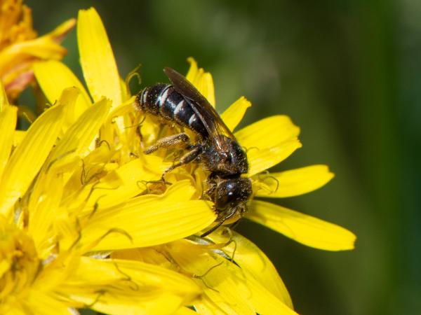 Wildbienen der Schweiz Dickkopf-Furchenbiene - Halictus maculatus