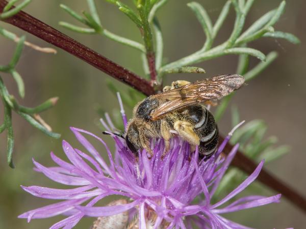 Wildbienen der Schweiz Vierbinde Furchenbiene - Halictus quadricinctus