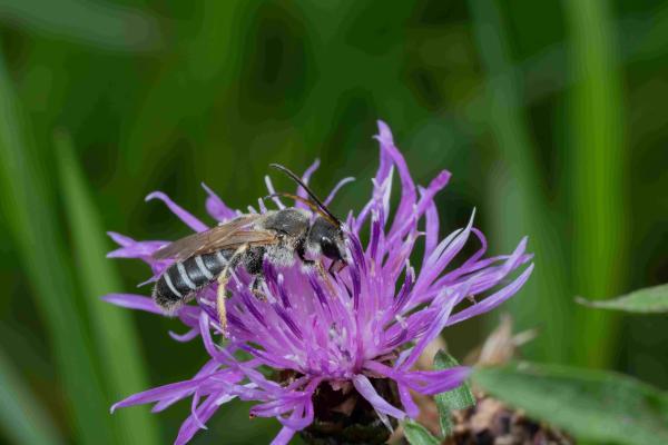 Wildbienen der Schweiz Vierbinde Furchenbiene - Halictus quadricinctus
