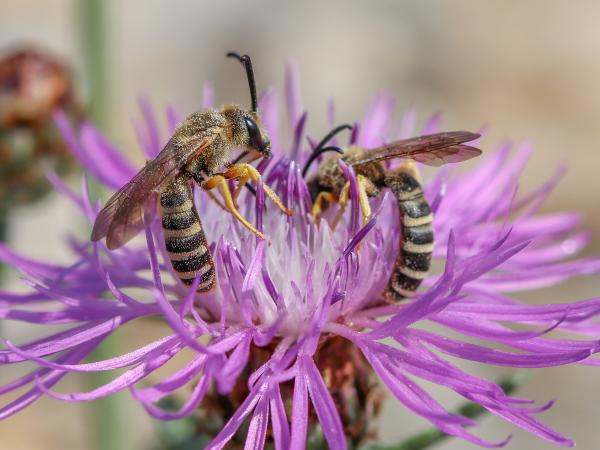 Wildbienen der Schweiz Gelbbindige Furchenbiene - Halictus scabiosae