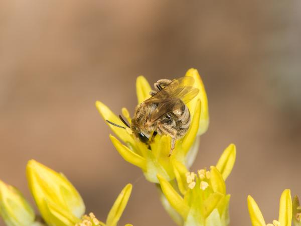 Wildbienen der Schweiz Dichtpunktierte Goldfurchenbiene - Halictus subauratus