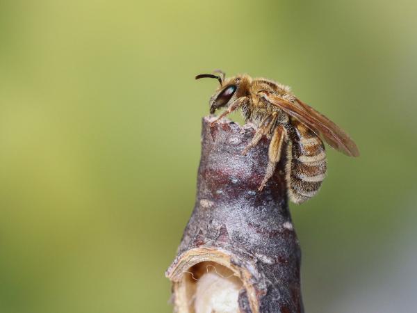 Wildbienen der Schweiz Dichtpunktierte Goldfurchenbiene - Halictus subauratus