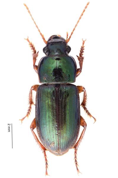 Carabes de Suisse  - Harpalus affinis