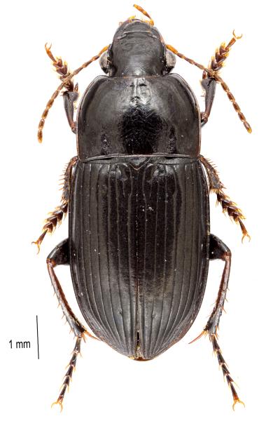Carabes de Suisse  - Harpalus anxius