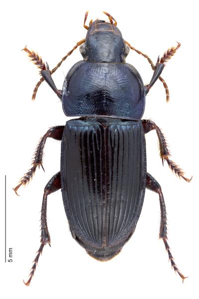 Carabes de Suisse  - Harpalus dimidiatus
