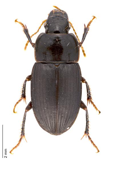 Carabes de Suisse  - Harpalus modestus